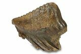 Fossil Woolly Mammoth Lower M Molar - Poland #295864-7